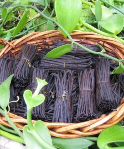 Bakto Flavors Vanilla Beans-Madagascar Gourmet-10 beans-Safest Products on the Market 17 815wQBE3QAS