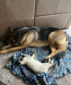 Purina ONE High Protein, Natural Dry Kitten Food, +Plus Healthy Kitten Formula - 16 lb. Bag Dry Food Chicken 16.00 Pound (Pack of 1) 33 8161YNSZxwL