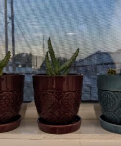 Miracle-Gro Cactus, Palm & Citrus Soil - For Containers , Added Fertilizer Feeds for 6 Months, 8 qt. Potting Mix 39 8163wVhDp8L