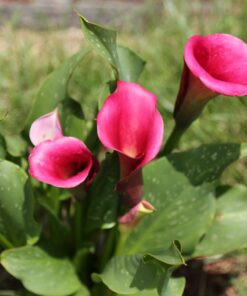 SanDisk Extreme Pro 32GB SDHC UHS-I Card (SDSDXXG-032G-GN4IN) 28 8164GcOfmeL