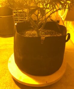 MegaDeal 12 Pack 2" Swivel Caster Wheels Rubber Base with Top Plate & Bearing Heavy Duty 12 Pack - No Brake Black 24 8166KYhNKiL