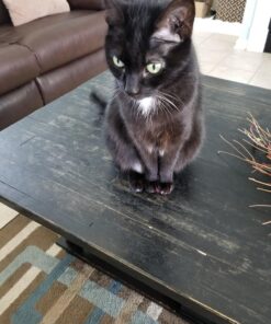 Purina Fancy Feast Dry Cat Food Filet Mignon Flavor with Seafood and Shrimp - 7 lb. Bag Filet Mignon, Seafood & Shrimp 7.00 Pound (Pack of 1) 42 8167jygi4L