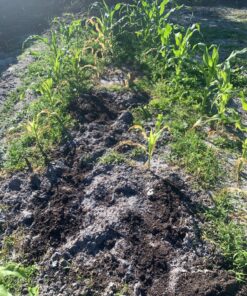 Seed Needs, 230+ Peaches & Cream Sweet Corn Seeds (Zea mays) Untreated and Non-GMO Bulk 40 8168Eg852hL