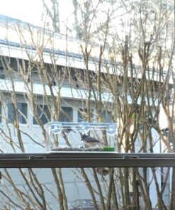 Yardly Noticed Window Bird Feeder with Removable Tray, Drain Holes, Extended Perch, 4 Suction Cups - Crystal Clear See Through Design 2017 - See Wild Birds Up Close, Great for Kids & Cats Large 34 816IWzkYc2L