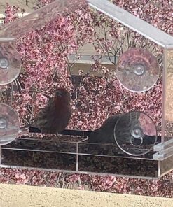 Window Bird Feeders for Outside - Large Bird House Style Window Bird Feeder - Window Bird Feeders with Strong Suction Cups with Drain Holes, Removable Tray, Large Seed Capacity and Rubber Perch 35 816JRggBljL