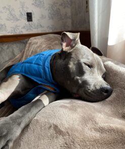 Kurgo Loft Dog Jacket, Reversible Dog Coat, Wear with Harness or Sweater, Water Resistant, Reflective, Winter Coat For Medium Dogs (Coastal Blue, M) Coastal Blue/Orange 57 816L5QTID6L