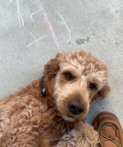 Dog Shock Collar with Flashing Light for Night Walks,Dog Training Collar with Adjustable Pitch Beep,Vibration,Shock and Keypad Lock,Dog Training Collar with Remote 4000FT,Shock Collar Dog 39 816OPk sYFL