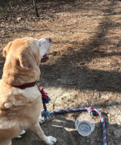 Purina Pro Plan Sensitive Skin and Stomach Dog Food Pate, Sensitive Skin and Stomach Salmon and Rice Entree - 13 oz. Can Salmon & Rice - Wet Dog Food (12) 13 oz. Cans 41 816PEjFsKNL 1