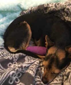 MEDca Self Adherent Cohesive Wrap Bandages 2 Inches X 5 Yards 6 Count, (Rainbow Color) 6 Count (Pack of 1) Rainbow 24 816UiMkGCdL