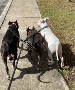 Heavy Duty 3 Dog Leash No Tangle Multiple Dog Leash Triple Dog Leash(30-200 Lbs) Double Dog Leash for 2 Dogs,360°Swivel 3 Way Dog Leash Interchangeable Two Dog Leash with Hand-Protected Handle L / For 20LBs - 150LBs Dogs Black 34 816aXaF7CrL