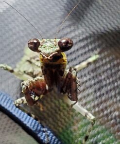 RESTCLOUD Mini Butterfly Habitat, Insect Mesh Cage, Bug Terrarium Pop Up 7.5" x 11" Tall 7.5" x 11" 35 816dJeSmTiL