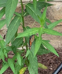 Seed Needs, Swamp Milkweed Seed Packet Collection (2 Varieties of Asclepias for Planting and Attracting Monarch Butterflies) Heirloom, Untreated & Open Pollinated 29 816dg3tOnL