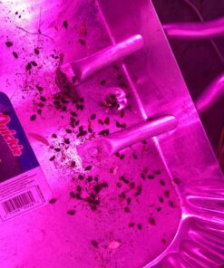 1500 Live Ladybugs - Good Bugs - Ladybugs - Guaranteed Live Delivery! 22 816eGZHC5gL