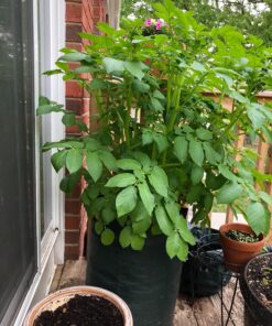 Upstreet Garden Grow Bags – 2 Pack Garden Bags to Grow Vegetables: Carrot, Tomato, Onion, Potato Planting Bags with Flap, Eco-Friendly, Heavy Duty Fabric Planting Pots 2 - Pack 27 816efWrxGcL