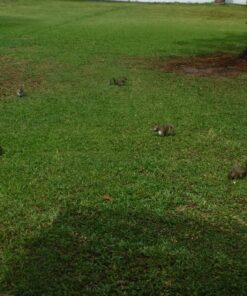 Wakefield Extra Large Virginia Peanuts for Animals, 25 LBS Peanut 25 Pound (Pack of 1) 33 816k5UPTnZL