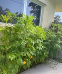 Cosmos Seeds Wildflower Mixture - Bulk 1 Ounce Packet - Over 5,000 Seeds - Pink, Yellow, Orange, Red, Purple and White Mixed Species! 1 Ounce Pouch 49 816o RCngiL