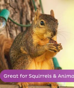 Oh! Nuts Pecans in Shell -2lb | Low-Carb, High-Protein Keto Snacks | Fresh 32oz Resealable Bulk Bag | All-Natural, Premium Nuts in Shell Without Salt or Sugar | Healthy Vegan, Gluten-Free Snacking 11 816txgWNfL