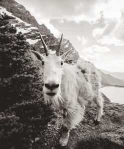 Canon EF-M 11-22mm f/4-5.6 STM Lens 24 816vmL0aL