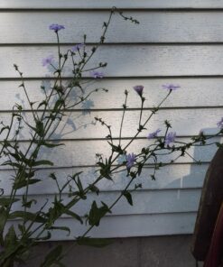 Seed Needs, Chicory Seeds - 500 Heirloom Seeds for Planting Cichorium intybus - Blue Floweres/Wildflowers, Non-GMO & Untreated, Italian Dandelion (2 Packs) 2 Packs (1,000 Seeds) 17 816x2Ov6qL