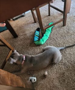 Outward Hound Durablez Tough Plush Squeaky Dog Toy, Snake, Blue, XL Blue Snake 49 817 dfl4jDL