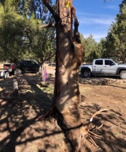 Elk Ridge - Outdoors 3-PC Hunting Knife Set - Satin Finish Stainless Steel Blades, Black Nylon Fiber Handles, Includes Combo Sheath - Hunting, Camping, Survival - ER-252 13 8170O9AJIqL