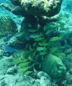 Fujifilm FinePix XP80 Waterproof Digital Camera with 2.7-Inch LCD (Yellow) Yellow 115 8173Ngha1RL