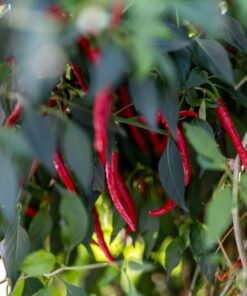 General Hydroponics MaxiGro Plant Food For Vigorous Growth, 2.2 lb 47 8175mr5YG8L