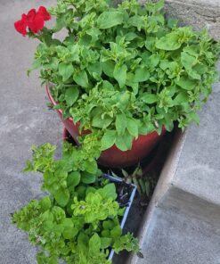 Monterey LG6332 Bacillus Thuringiensis (B.t.) Worm & Caterpillar Killer Insecticide/Pesticide Treatment Concentrate, 16 oz 1 pint (16 oz.) 38 8177Pjv7PAL