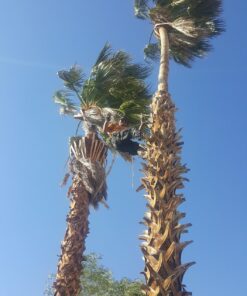 YXGOOD Tree Working Safety Belt A Half Body Harness 18 817Eb5iuvJL