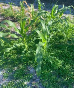 Seed Needs, 230+ Peaches & Cream Sweet Corn Seeds (Zea mays) Untreated and Non-GMO Bulk 41 817G 8q SGL