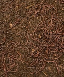 Uncle Jim's Worm Farm 2000 Count Red Wiggler Worms 27 817OwNF 0GL