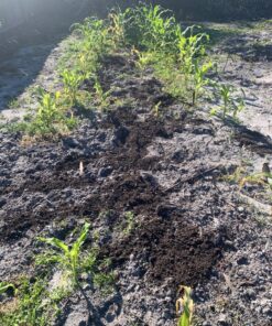 Seed Needs, 230+ Peaches & Cream Sweet Corn Seeds (Zea mays) Untreated and Non-GMO Bulk 42 817SlR5BkL