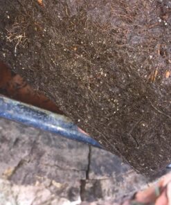 9GreenBox Chinese Elm Bonsai Tree Style 8 45 817UM4XmNIL