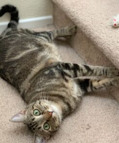 Paws & Pals Dog Brush - Gentle Soft Hair Rake Trimming Comb - Best for Shedding Dogs-Cats, Thick Long Short Haired Pet, Coat Grooming & Cat Hair Fur Removal - Self Cleaning - Deshedding Supplies 51 817V FnW6PL