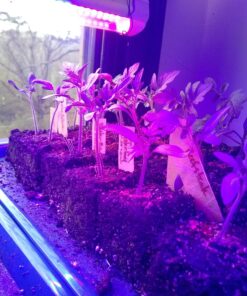 Ladbrooke Genuine Soil Block Maker - Mini 4 Hand Held - Most Popular Soil Blocking Tool, Made in England 51 817WtDIAFgL