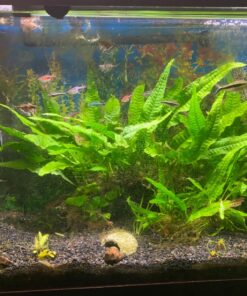 Chemi-Clean - 2 g 2g 54 817eLUQV2ZL