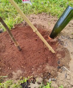 REMIAWY Plant Watering Stakes 6 Pack Automatic Plant Waterers for Vacations, Plant Watering Devices Terracotta Self Watering Spikes for Wine Bottles Great Watering Spikes for Indoor & Outdoor Plants 35 817gGBdHDoL 1