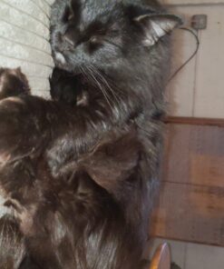 FELINE GREENIES SMARTBITES Skin & Fur Crunchy and Soft Natural Cat Treats, Salmon Flavor, 2.1 oz. Pack 2.1 Ounce (Pack of 1) 39 817m9beq80L