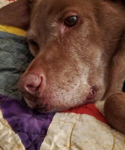 Purina Pro Plan Sensitive Skin and Stomach Dog Food Pate, Sensitive Skin and Stomach Salmon and Rice Entree - 13 oz. Can Salmon & Rice - Wet Dog Food (12) 13 oz. Cans 32 817oT0IdA8L 1