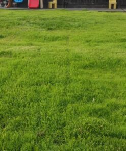 Scotts Turf Builder Grass Seed Bermudagrass, Mix for Full Sun, Built to Stand Up to Heat & Drought, 5 lbs. 5 lb. 98 817pchGze3L