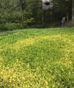 Antler King Honey Hole Mix 40 817pdVUOI6L