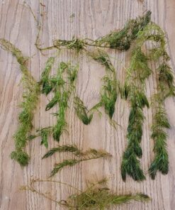 Microsorum Java Fern and Hornwort | Easy Low Light Aquarium Plants 37 817sSzevwiL