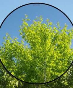 High Grade Multi-Coated, Multi-Threaded, 3 Piece Lens Filter Kit Compatible with Sony Alpha A6000 (40.5mm) 7 817yGC4DddL