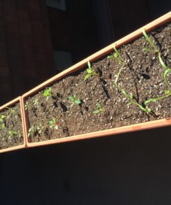 7 Varieties of Leafy Power Green Organic Seeds, Non-GMO Seeds for Planting, Heirloom Seeds - Spinach Seeds, Arugula, Kale, Lolla Rossa Lettuce Seeds, Buttercrunch, Gourmet Mix Lettuce, Swiss Chard 41 817yhTa7RL