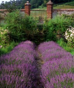 English "Vera" Lavender Seeds for Planting, 1000+ Seeds Per Packet, (Isla's Garden Seeds), Non GMO & Heirloom Seeds, Botanical Name: Lavandula angustifolia, Great Herb Garden Gift 20 8180cF7EF6L