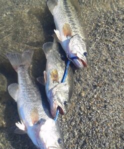 KastKing Centron & Centron Lite Spinning Reels, Size 500 is Perfect for Ice Fishing, Up to 17.5Lbs Max Drag, 5.2:1 Gear Ratio, Ultra Smooth Powerful, CNC Aluminum Spool, 9+1 BB Light Weight Centron Lite - Collapsible Handle Size 5000 55 8181PE9N6mL 1