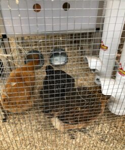 Little Giant® Hangable Poultry Waterer| Galvanized Round Hanging Poultry Waterer | Hanging Chicken Waterer | Chicken Canteen 14 818238cMWzL