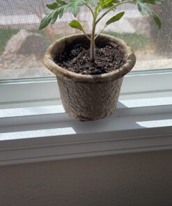 Burpee Super Sweet 100' Hybrid Cherry Tomato, 50 Seeds 28 818EhqBIXwL