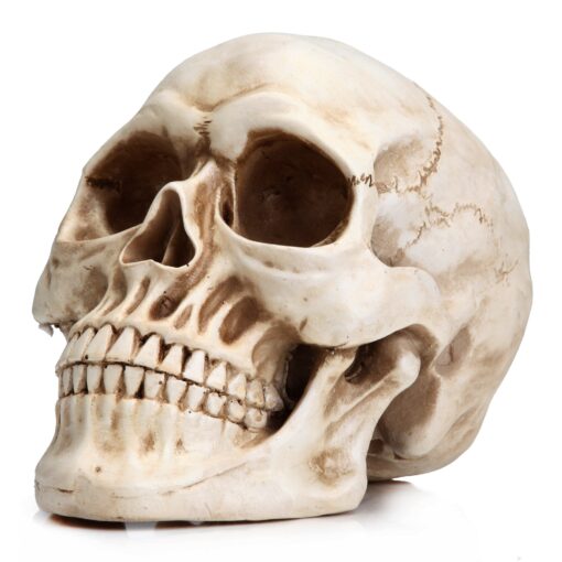 READAEER Life Size Human Skull Model 1:1 Replica Realistic Human Adult Skull Head Bone Model Classic