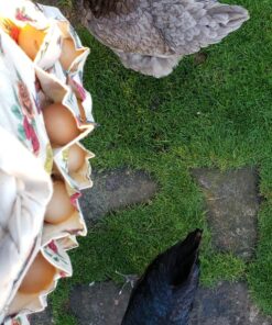 Fluffy Layers, The Egg Collecting Apron® - A Beautiful Alternative to the Basket - Holds 10 Eggs- Gather Eggs from Your Chicken Coop While Filling Your Waterer and Feeder With Eggs Kept Safe 17 818FOznXDTL